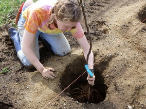 Morgan lays a tree in the hole