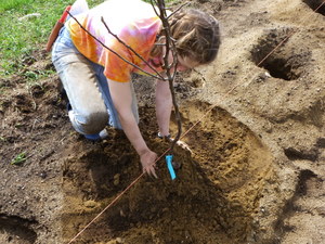 Backfilling the tree