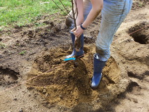 Tamping the planted tree tight