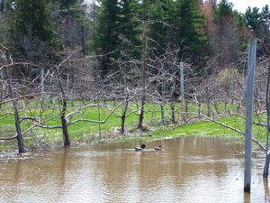 An orchard at the UVM Hort Farm on the day of planting OrganicA 4