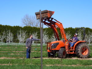 Setting metal line trellis posts