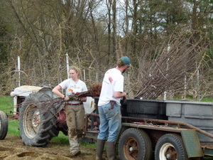 Sorting trees in the field
