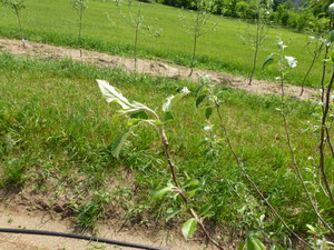 Wilting shoots in OrganicA orchard 4