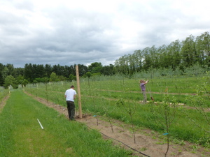 Setting line posts