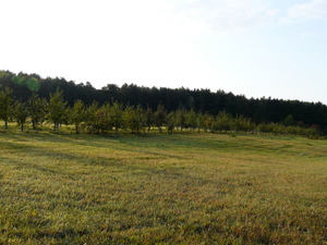 The virgin orchard site before preparation