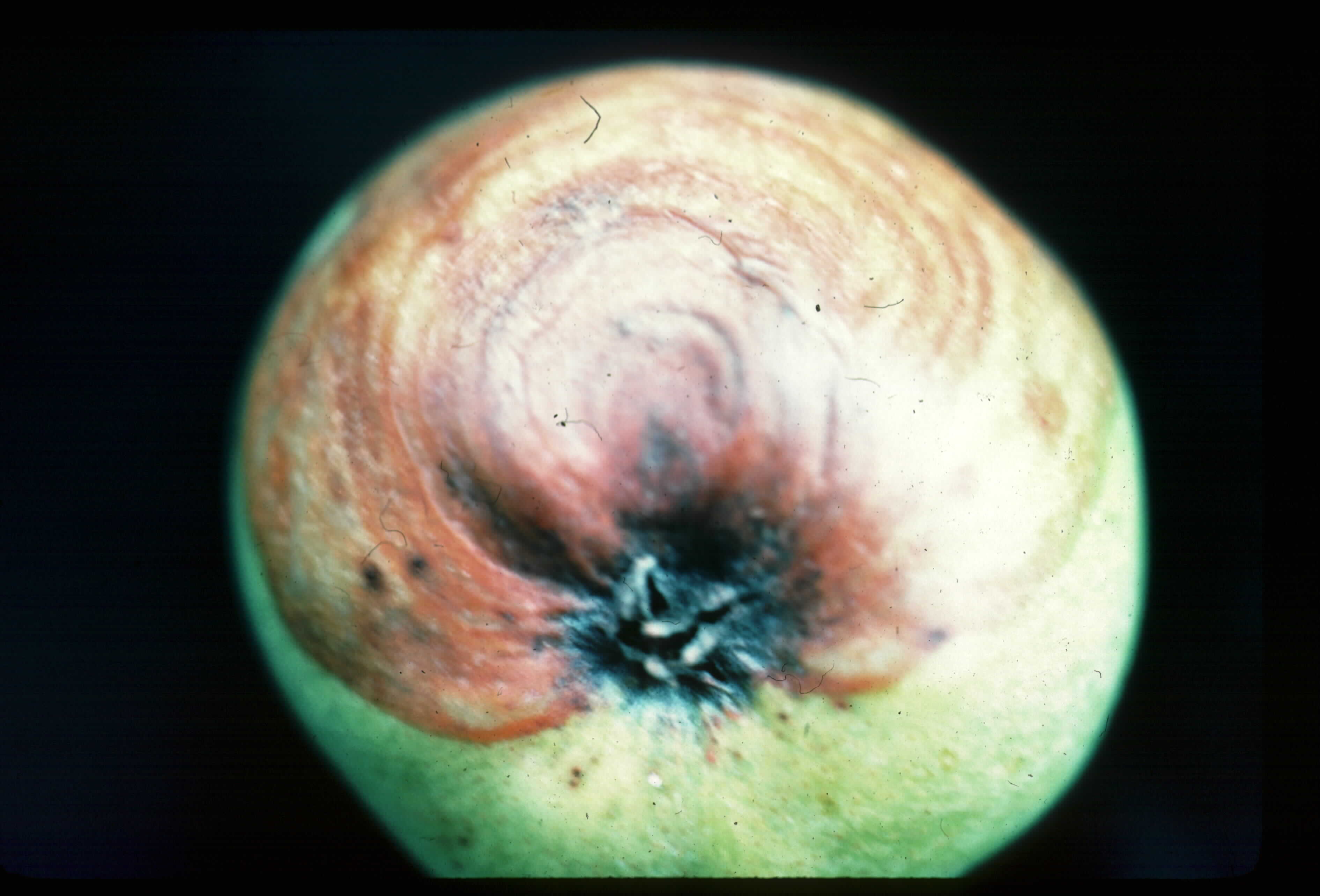 blackrot2.JPG (293332 bytes)