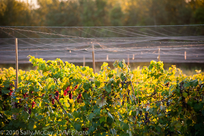 20100829-Hort_Farm_Summer-1