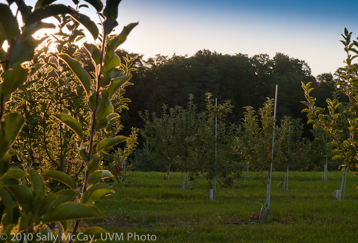 20100829-Hort_Farm_Summer-10