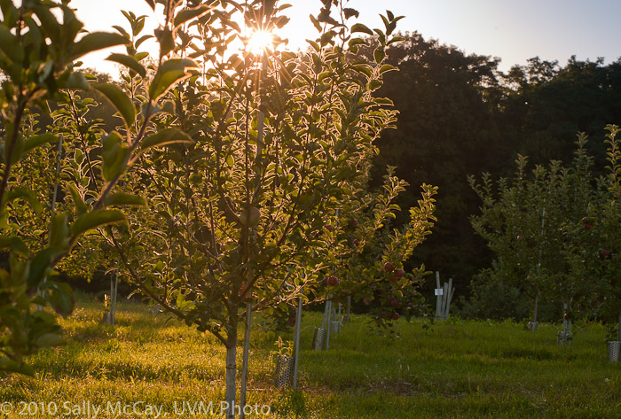 20100829-Hort_Farm_Summer-11