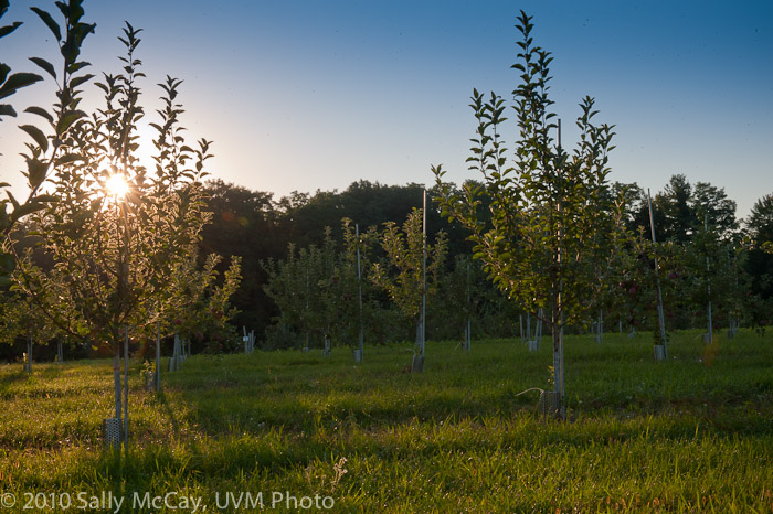 20100829-Hort_Farm_Summer-12