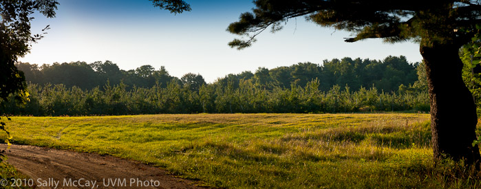 20100829-Hort_Farm_Summer-15