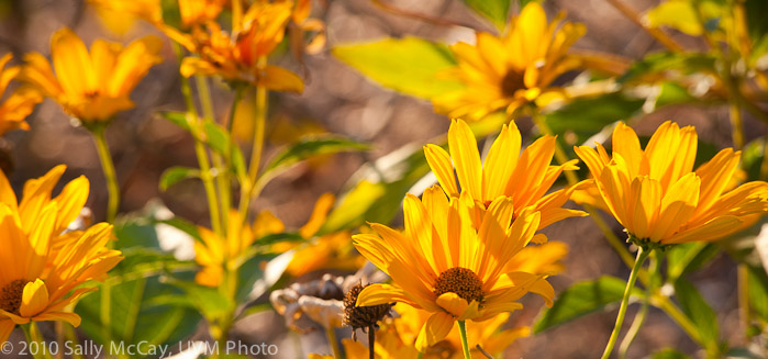 20100829-Hort_Farm_Summer-18