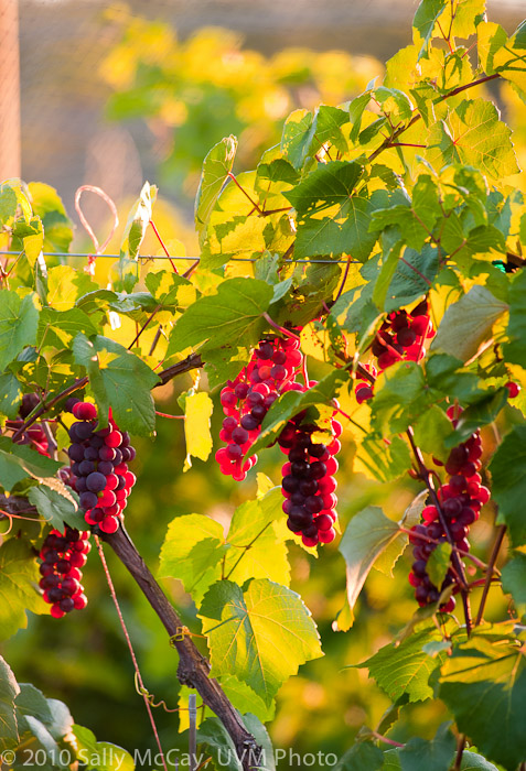 20100829-Hort_Farm_Summer-2
