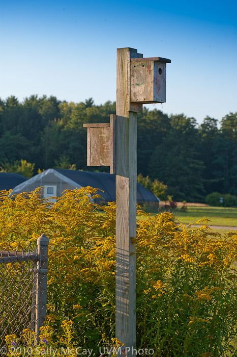 20100829-Hort_Farm_Summer-20