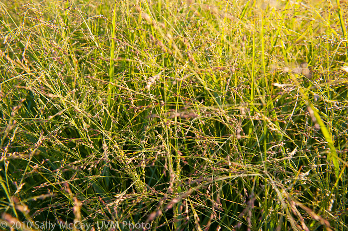 20100829-Hort_Farm_Summer-25