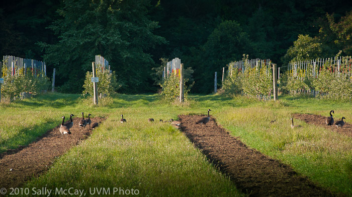 20100829-Hort_Farm_Summer-26