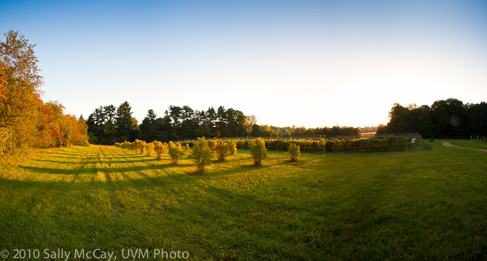 20100829-Hort_Farm_Summer-3