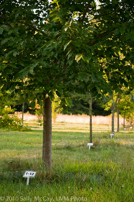 20100829-Hort_Farm_Summer-32