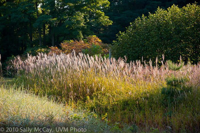 20100829-Hort_Farm_Summer-35