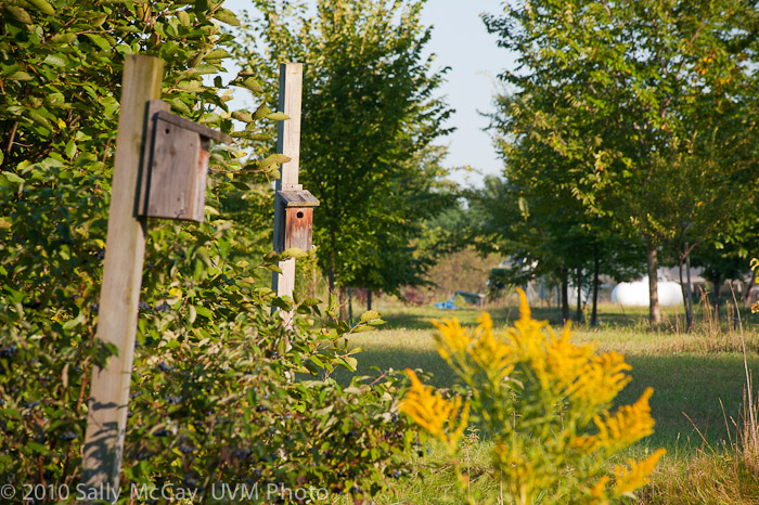 20100829-Hort_Farm_Summer-39