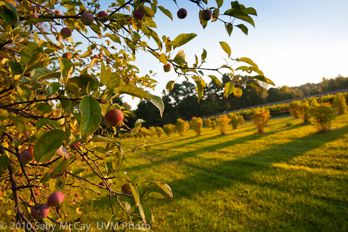 20100829-Hort_Farm_Summer-4