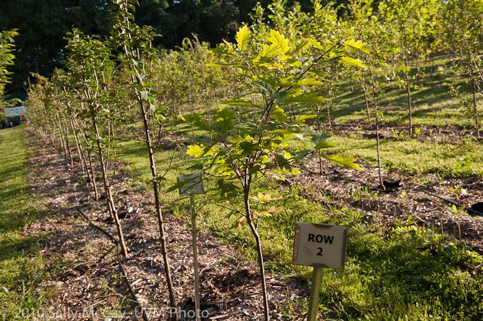 20100829-Hort_Farm_Summer-40