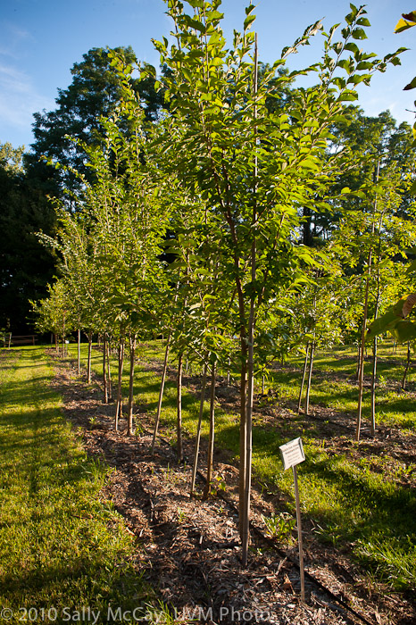 20100829-Hort_Farm_Summer-44