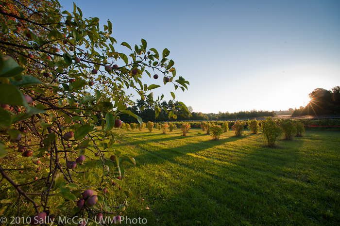 20100829-Hort_Farm_Summer-5