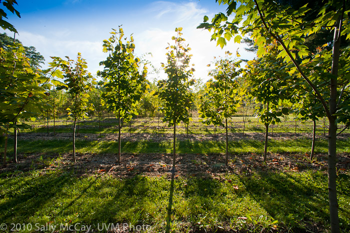 20100829-Hort_Farm_Summer-51
