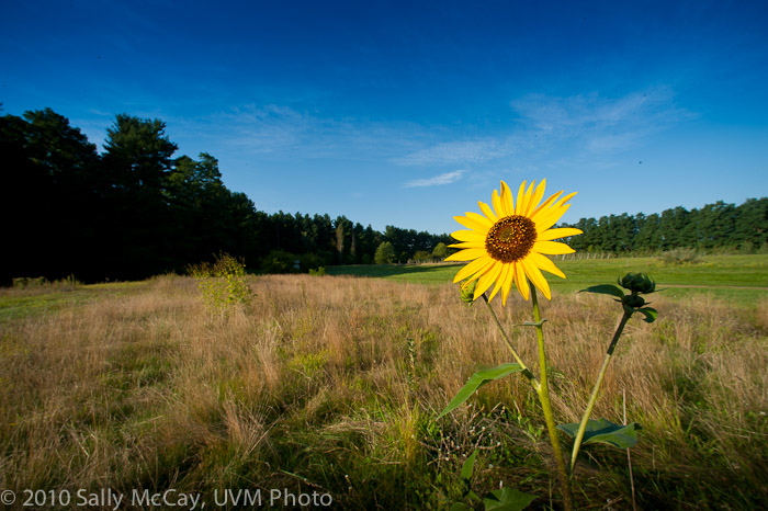 20100829-Hort_Farm_Summer-53