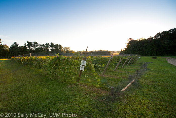 20100829-Hort_Farm_Summer-6