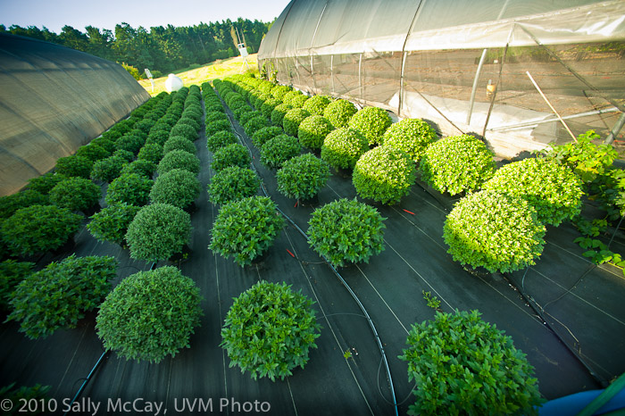 20100829-Hort_Farm_Summer-61
