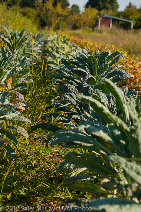 20100829-Hort_Farm_Summer-62