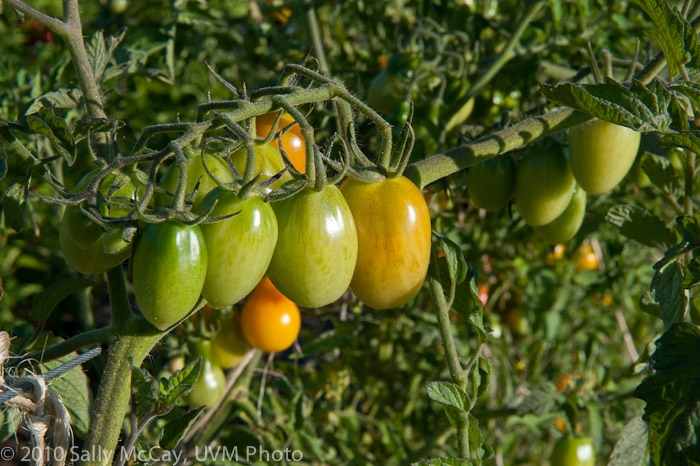 20100829-Hort_Farm_Summer-63