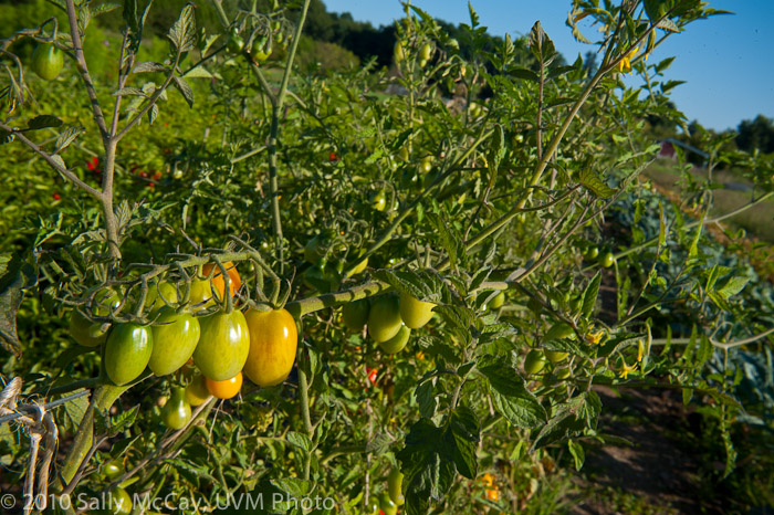 20100829-Hort_Farm_Summer-64