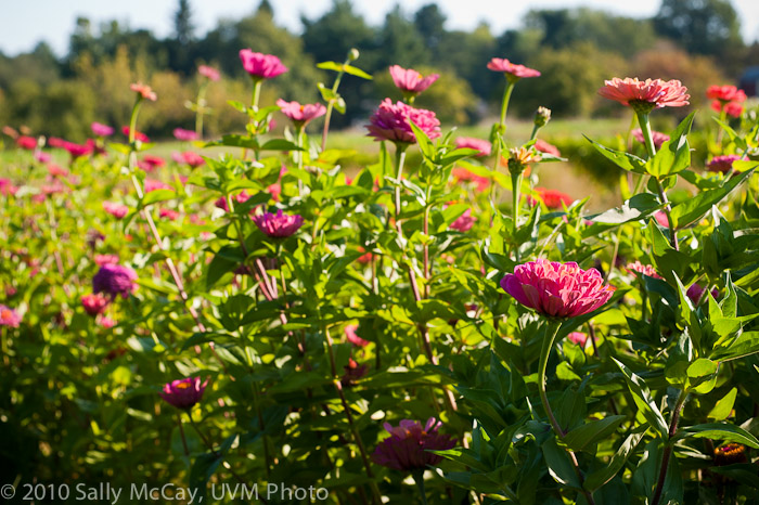 20100829-Hort_Farm_Summer-65