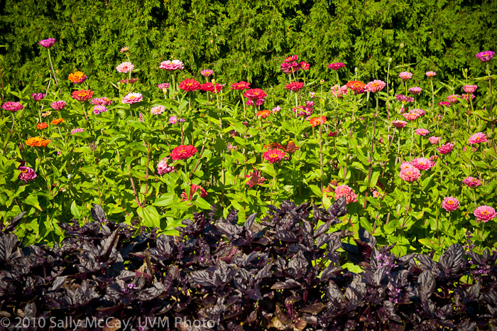 20100829-Hort_Farm_Summer-66
