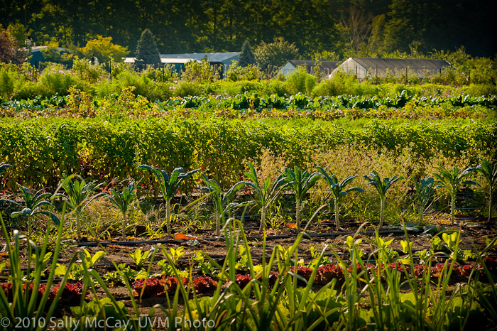 20100829-Hort_Farm_Summer-68