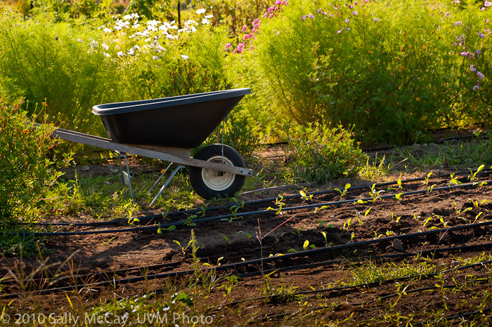 20100829-Hort_Farm_Summer-69