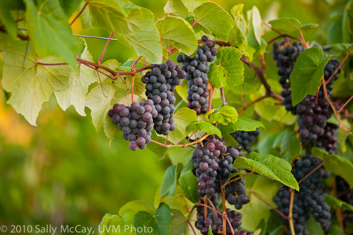 20100829-Hort_Farm_Summer-7