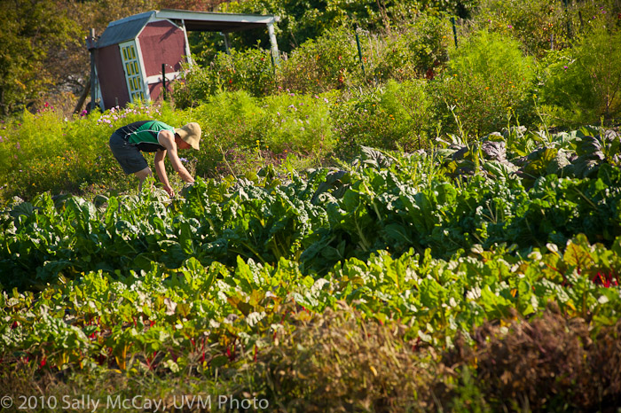 20100829-Hort_Farm_Summer-75