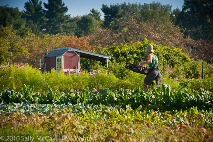 20100829-Hort_Farm_Summer-76
