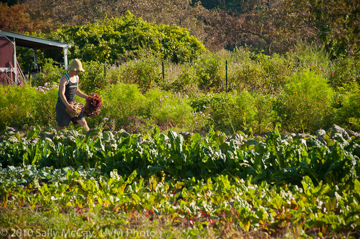20100829-Hort_Farm_Summer-77