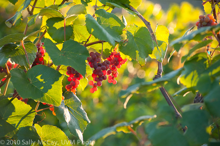 20100829-Hort_Farm_Summer-8