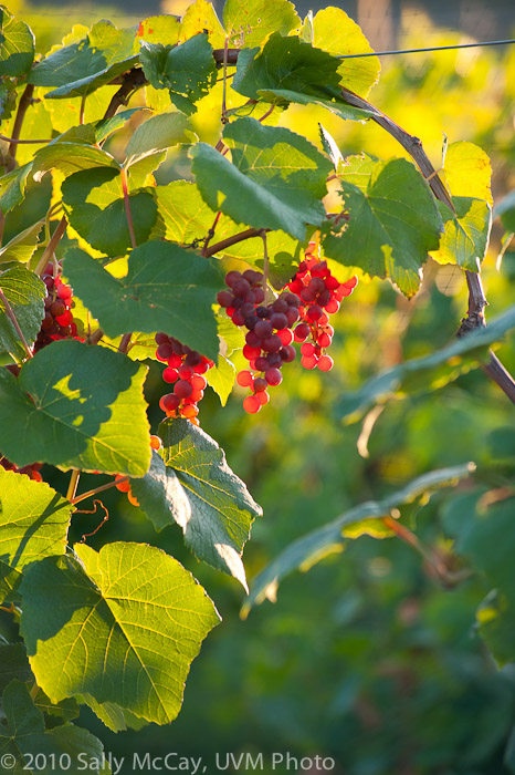 20100829-Hort_Farm_Summer-9