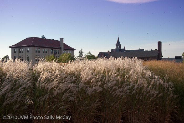 20100906_Grasses-1