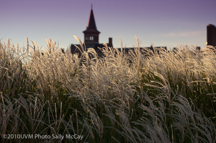 20100906_Grasses-10