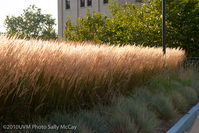 20100906_Grasses-11