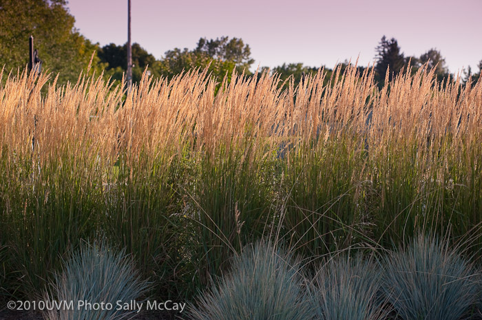20100906_Grasses-12