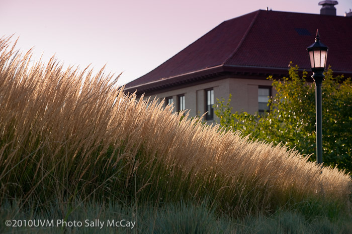 20100906_Grasses-14